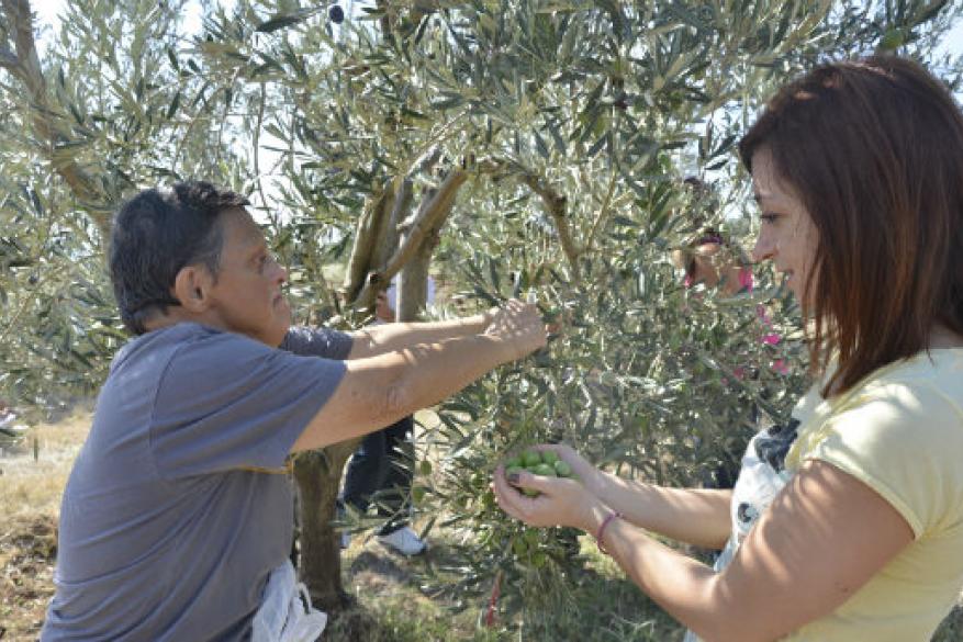 Το μάζεμα της ελιάς