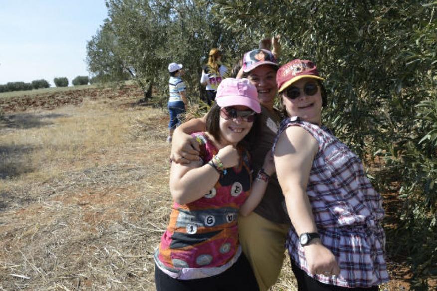 Το μάζεμα της ελιάς