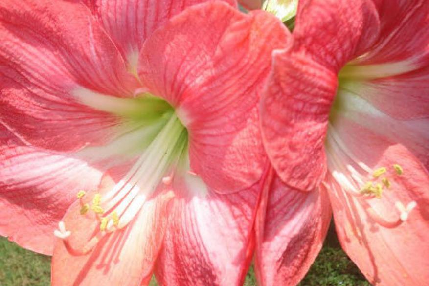 Club Φωτογραφίας Club Φωτογραφίας