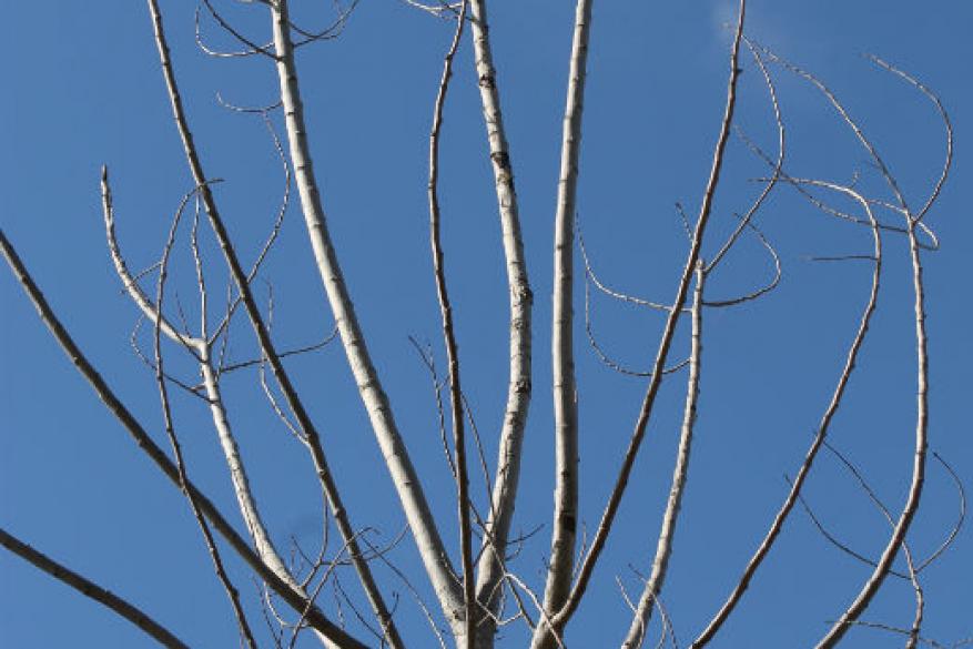 Club Φωτογραφίας Club Φωτογραφίας