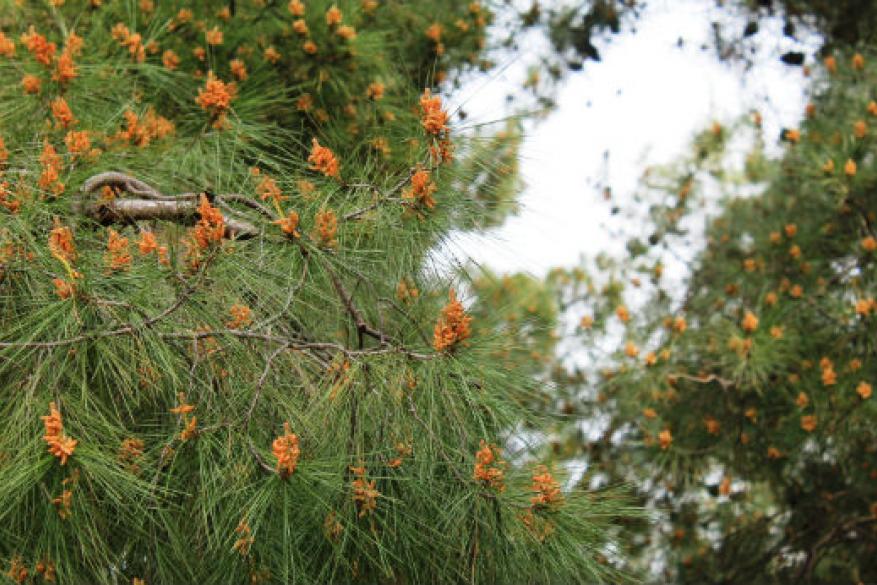 Club Φωτογραφίας Club Φωτογραφίας